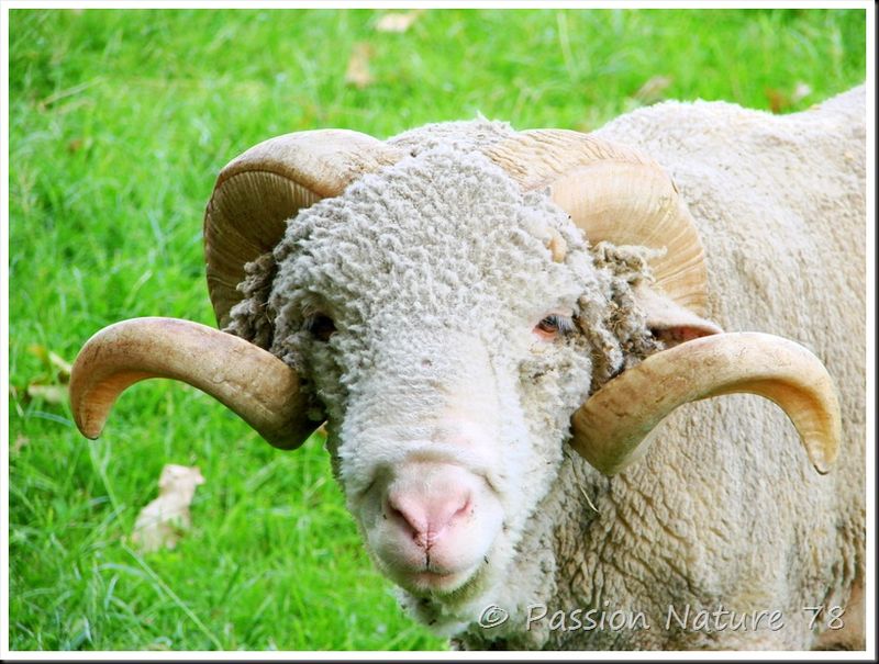 Foire aux béliers / Fête du mouton Saint-Gervais-d'Auvergne
